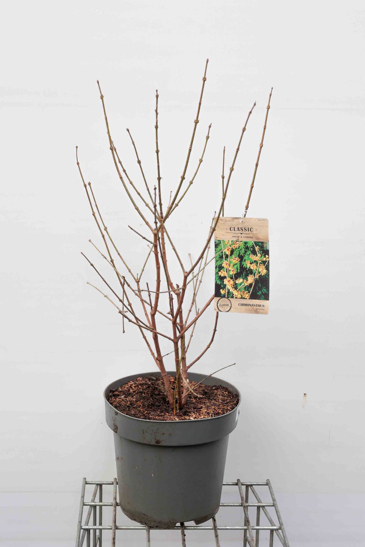 Chimonanthus praecox - pot 12L - 80-100 cm