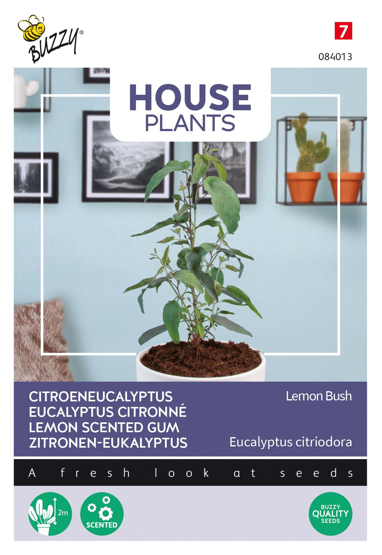 Buzzy-House-Plants-Eucalypthus-citriodora-Lemon-Bush