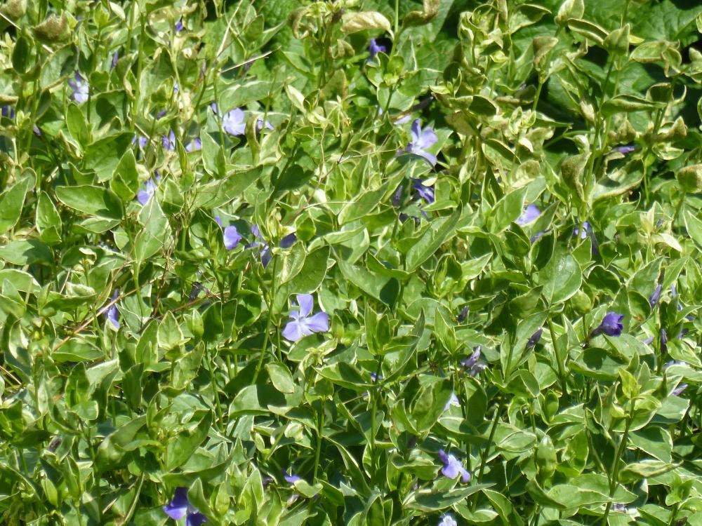 Plantenfiche-Vinca-major-Variegata-