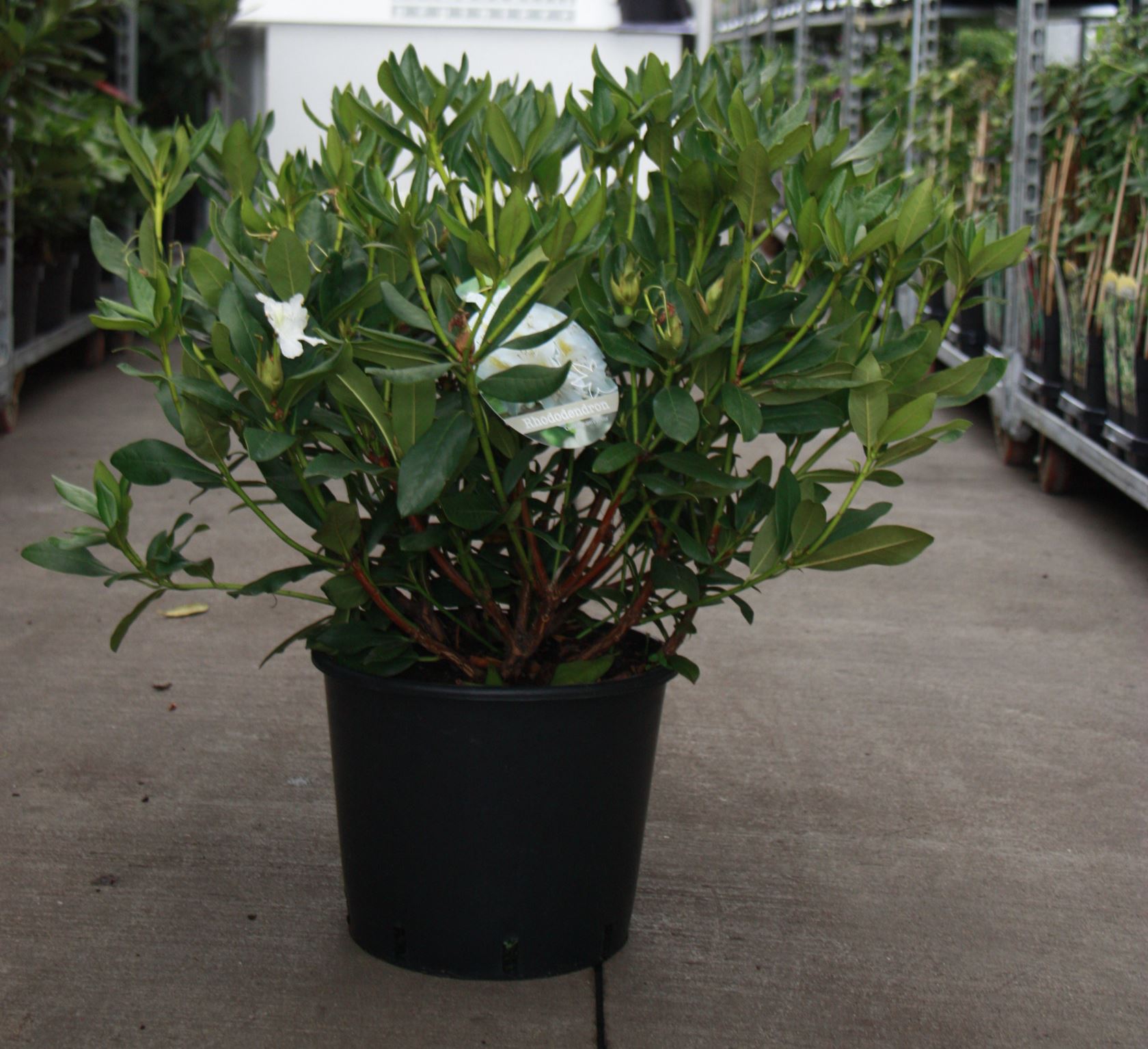 Rhododendron 'Cunningham's White' - pot 25L - 70-80 cm
