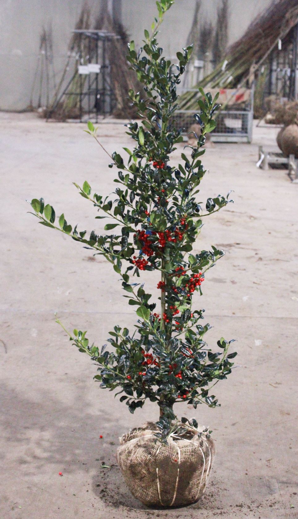 Ilex aquifolium 'J.C. van Tol' - aardekluit - 100-125 cm