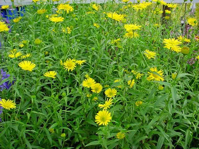 Plantenfiche-Buphthalmum-salicifolium