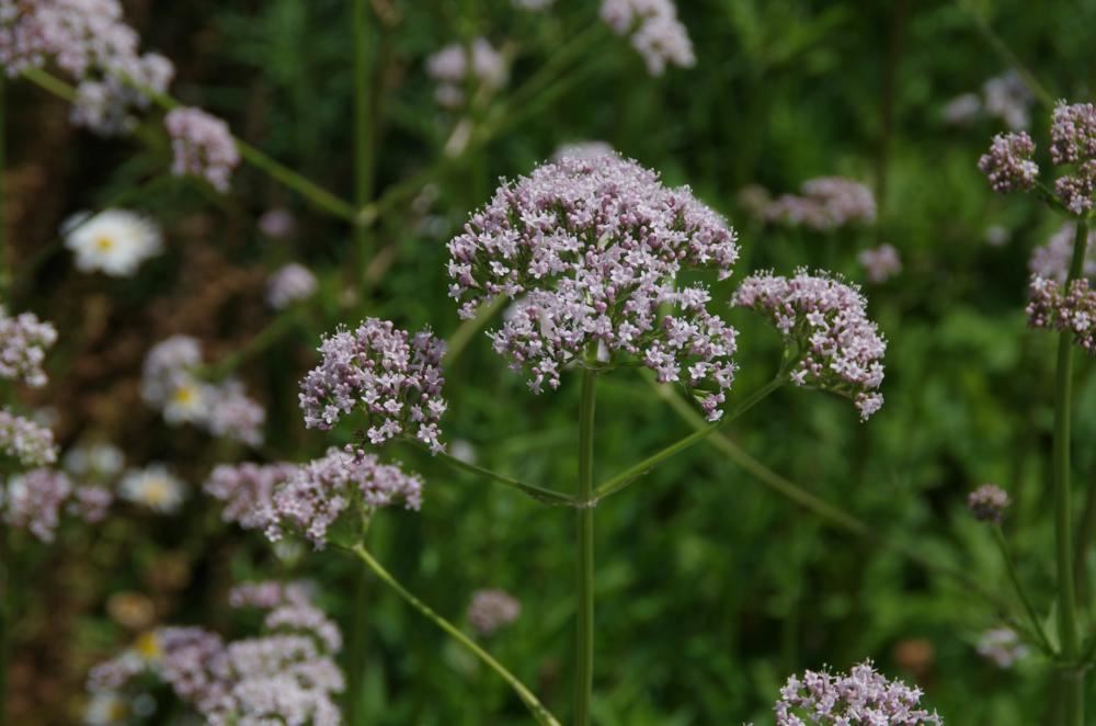 Plantenfiche-Valeriana-officinalis-Valeriaan-