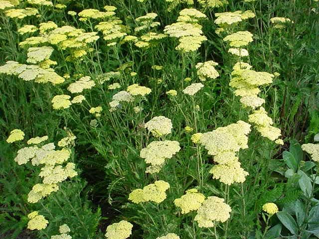 Plantenfiche-Achillea-Credo-