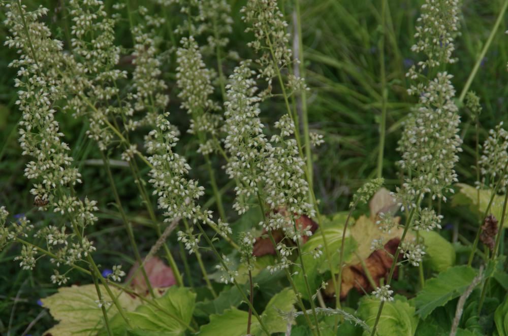 Plantenfiche-Heuchera-villosa