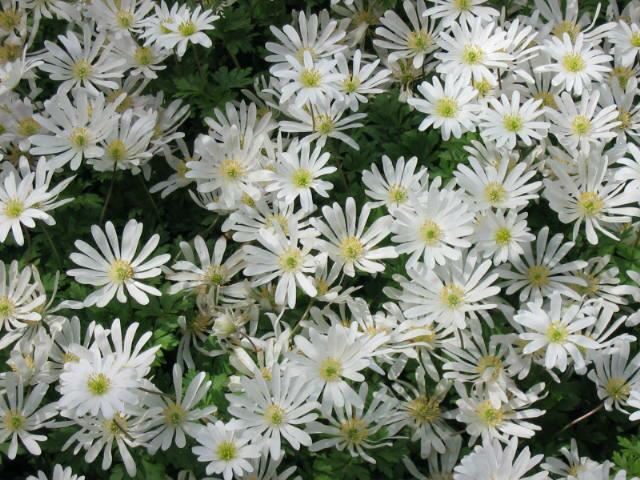 Plantenfiche-Anemone-blanda-White-Splendour-