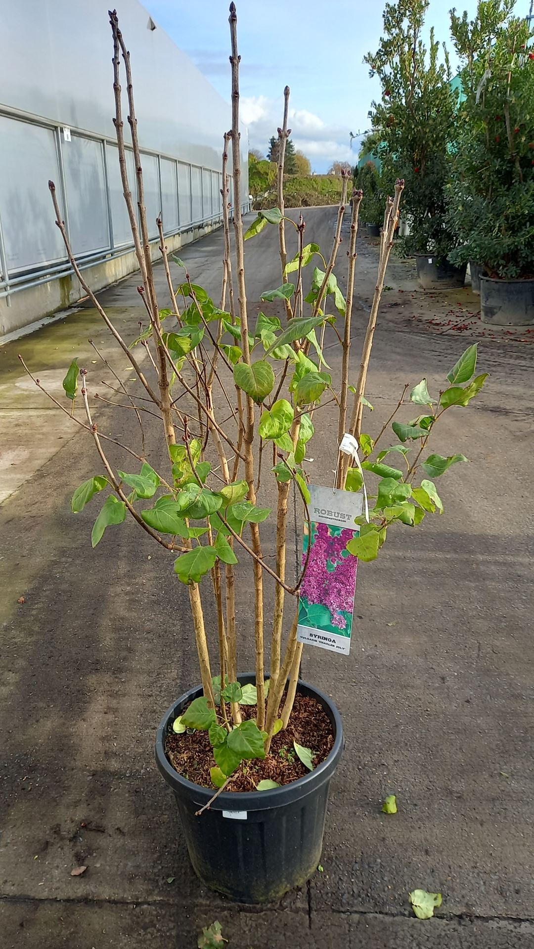 Syringa vulgaris 'Charles Joly' - pot 35L - 125-150 cm