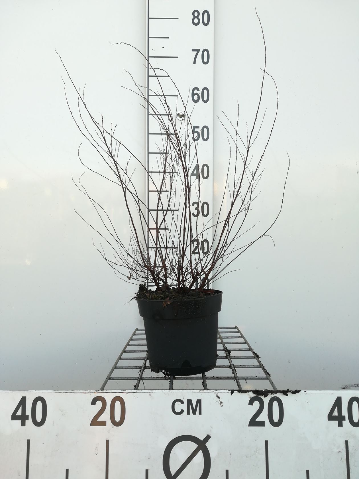 Spiraea x arguta - pot 1,3L - 30-40 cm