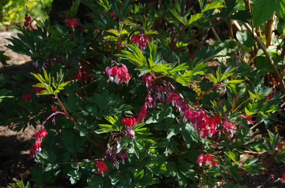 Plantenfiche-Dicentra-spectabilis-Hordival-