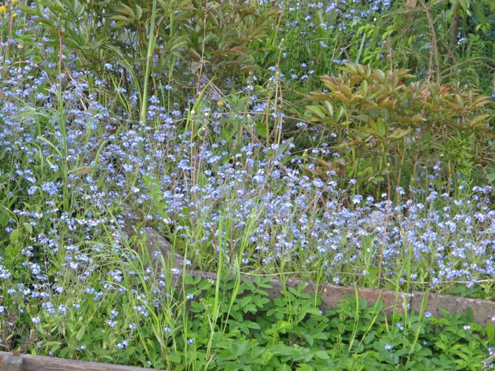 Plantenfiche-Myosotis-palustris