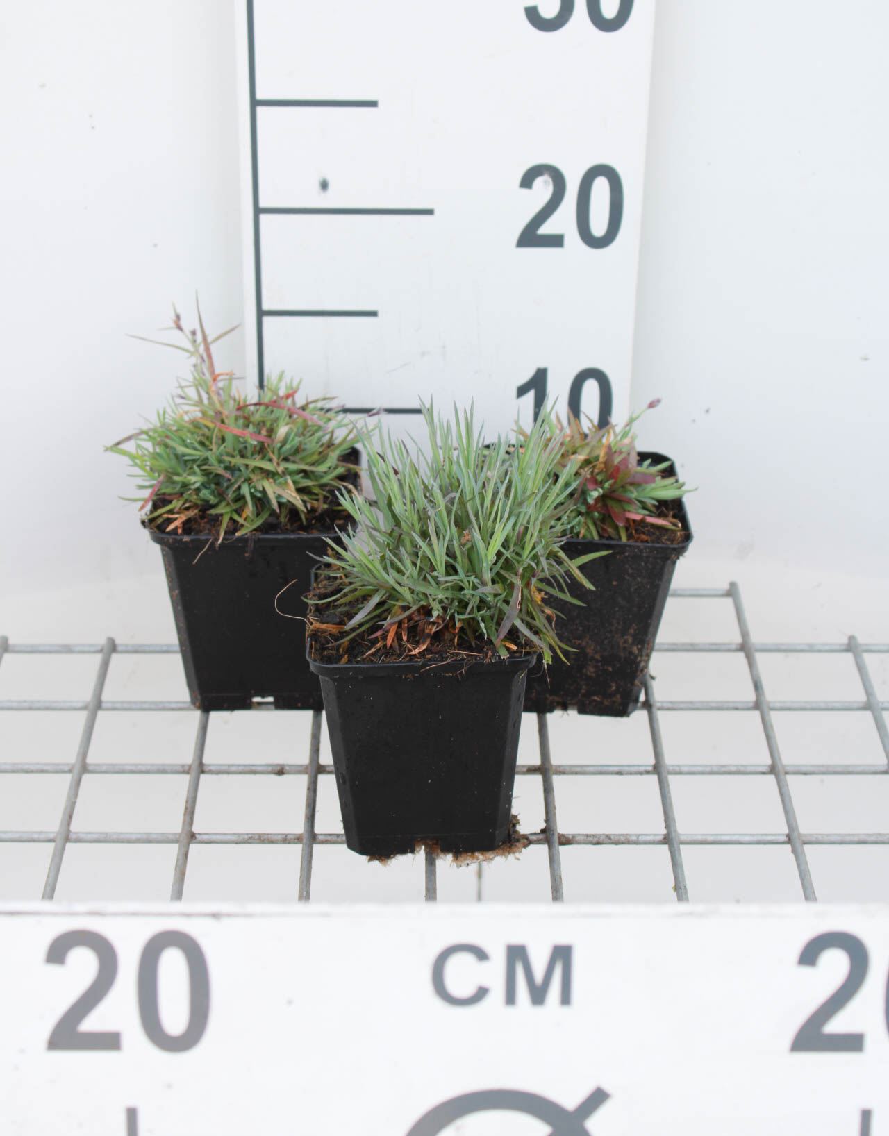 Dianthus gratianopolitanus - pot 9x9 cm