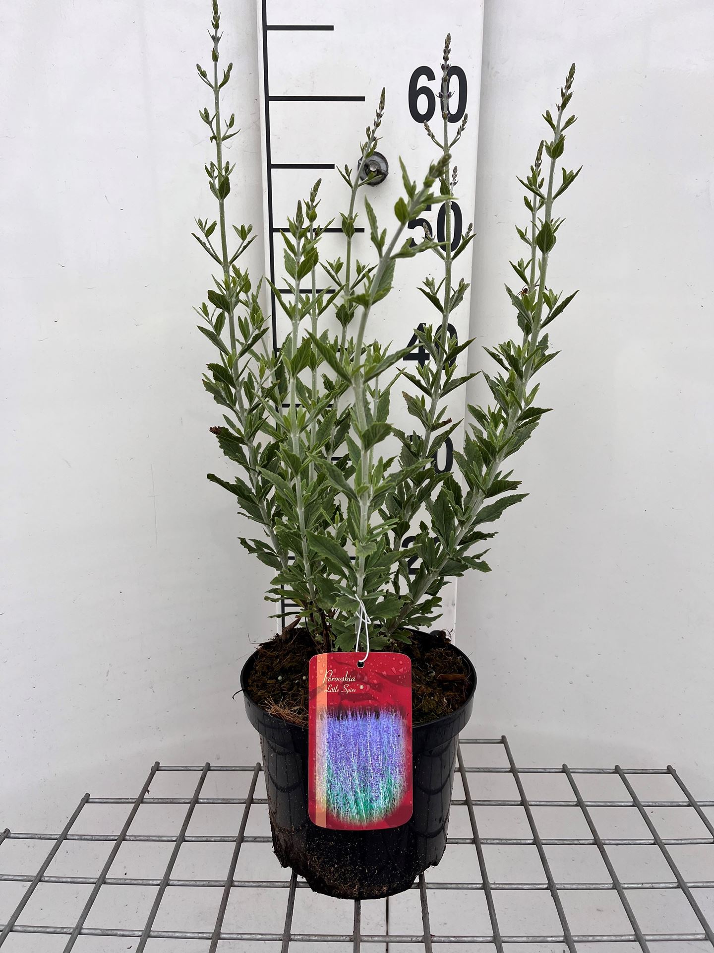 Perovskia atriplicifolia 'Little Spire' - pot - 30-40 cm