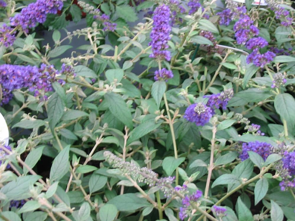 Plantenfiche-Buddleja-Blue-Chip-Lo-Behold-