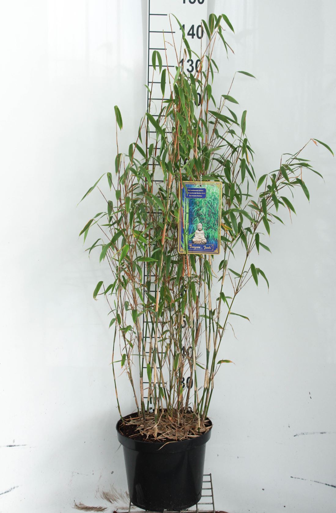 Fargesia murieliae 'Jumbo' - pot 12L - 100-125 cm