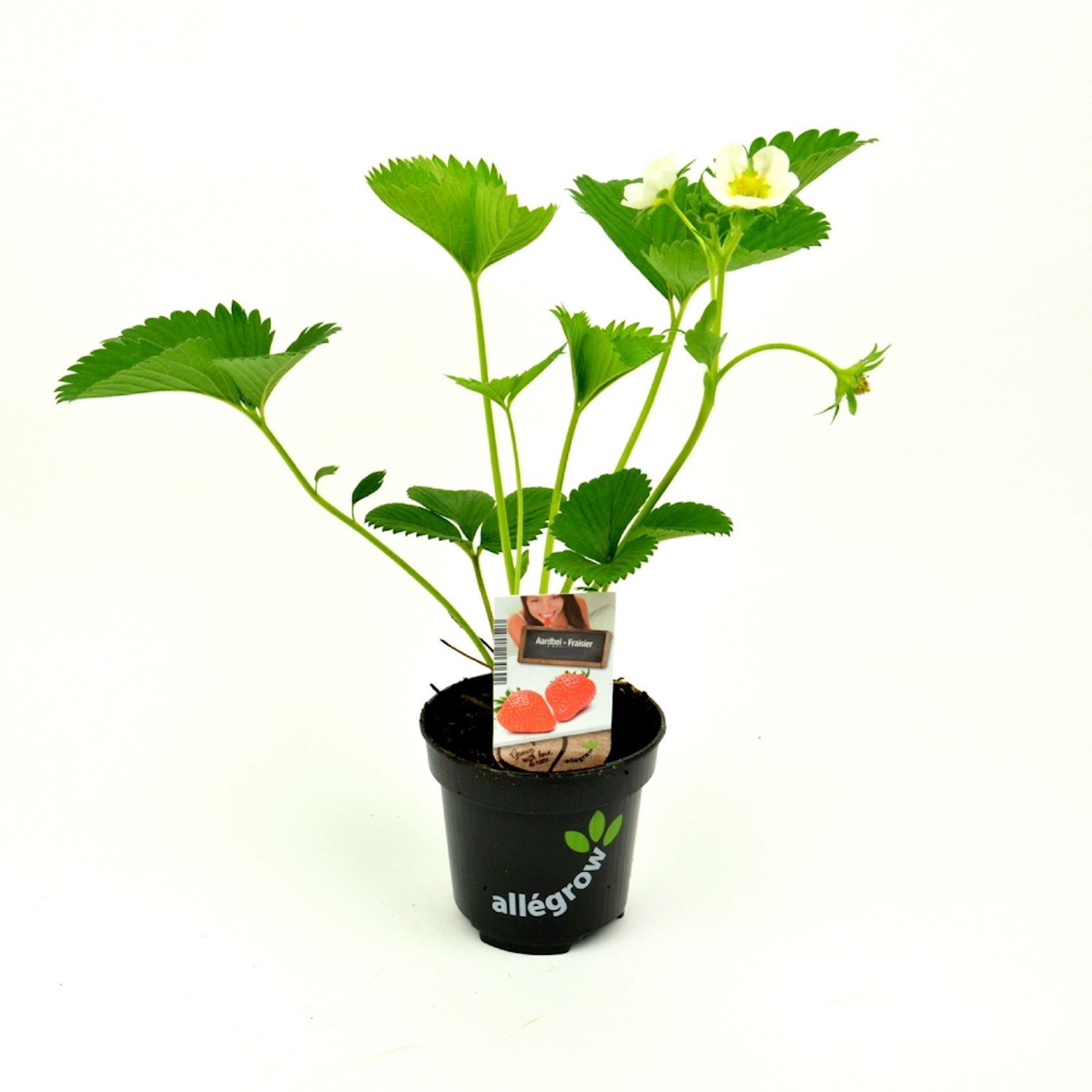 Aardbei-Gorella-pot-10-5-cm-Fragaria-x-ananassa-Gorella-