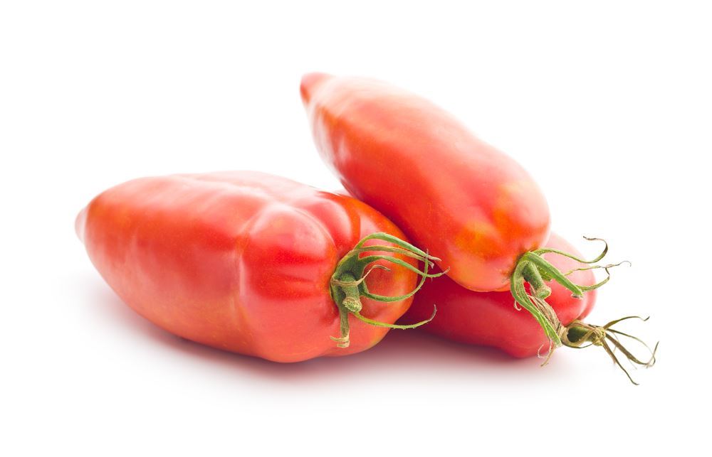 Plantenfiche-Lycopersicon-esculentum-l-var-san-marzano-Tomaat-san-marzano-