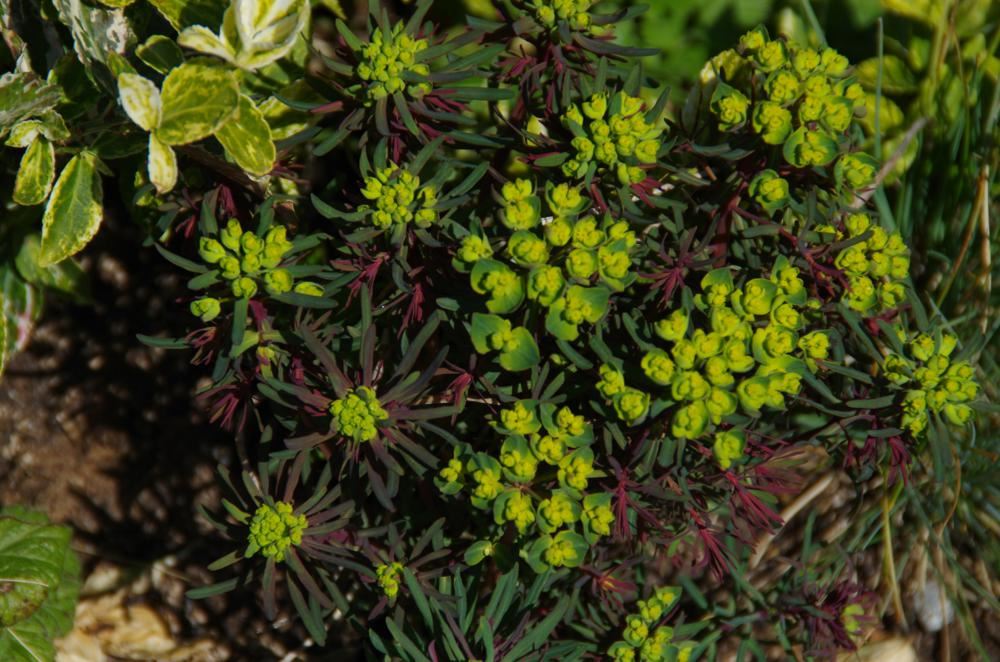 Plantenfiche-Euphorbia-cyparissias-Fens-Ruby-