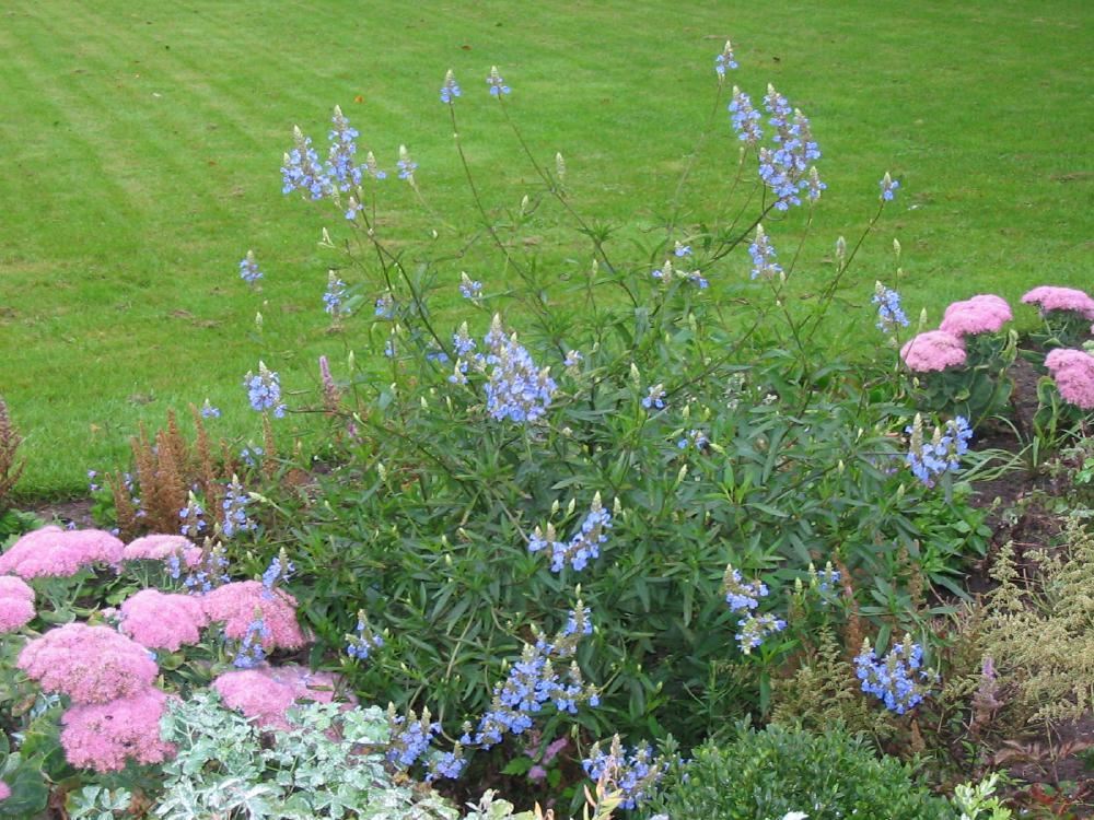 Plantenfiche-Salvia-uliginosa
