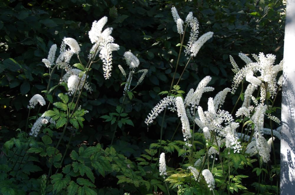 Plantenfiche-Actaea-simplex-White-Pearl-