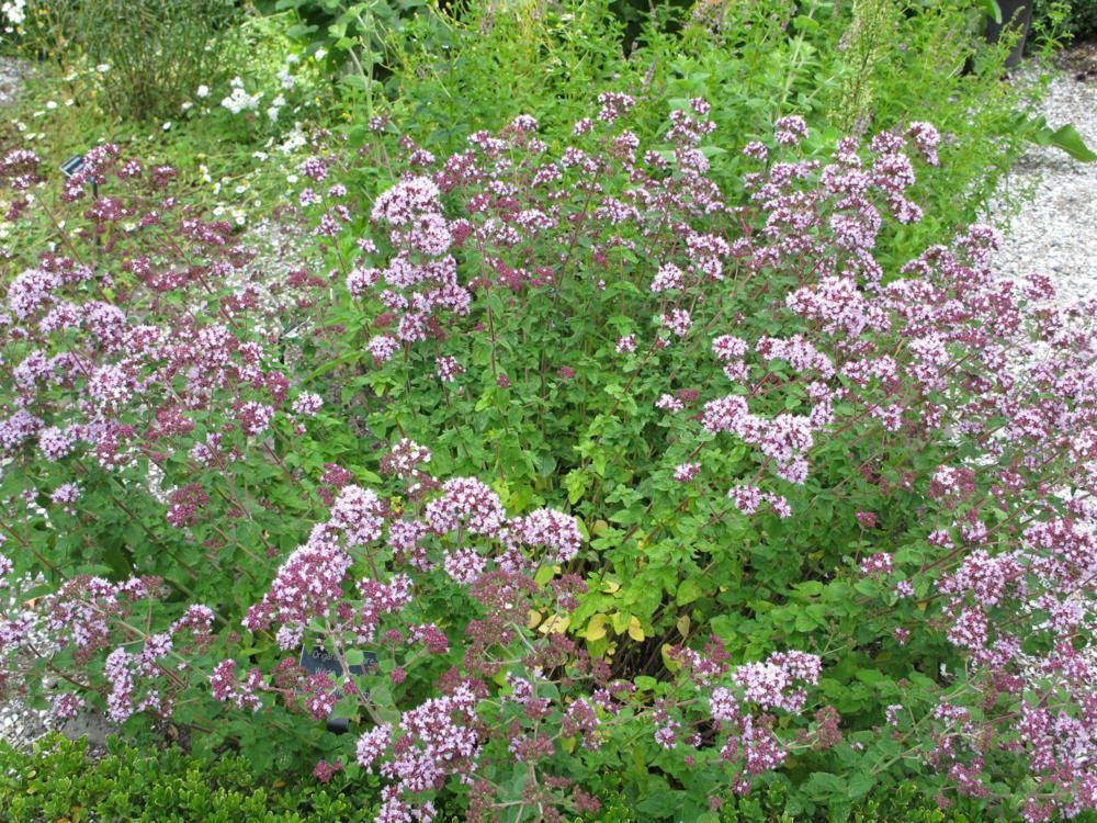 Plantenfiche-Origanum-vulgare-Oregano-