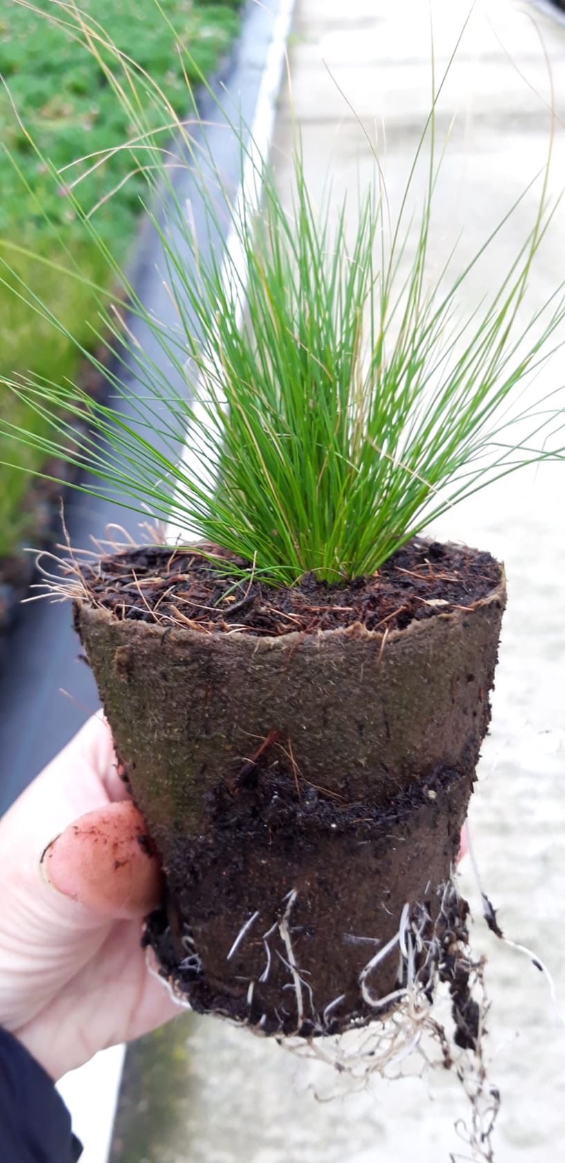 Stipa tenuifolia - Biopot ø8 cm