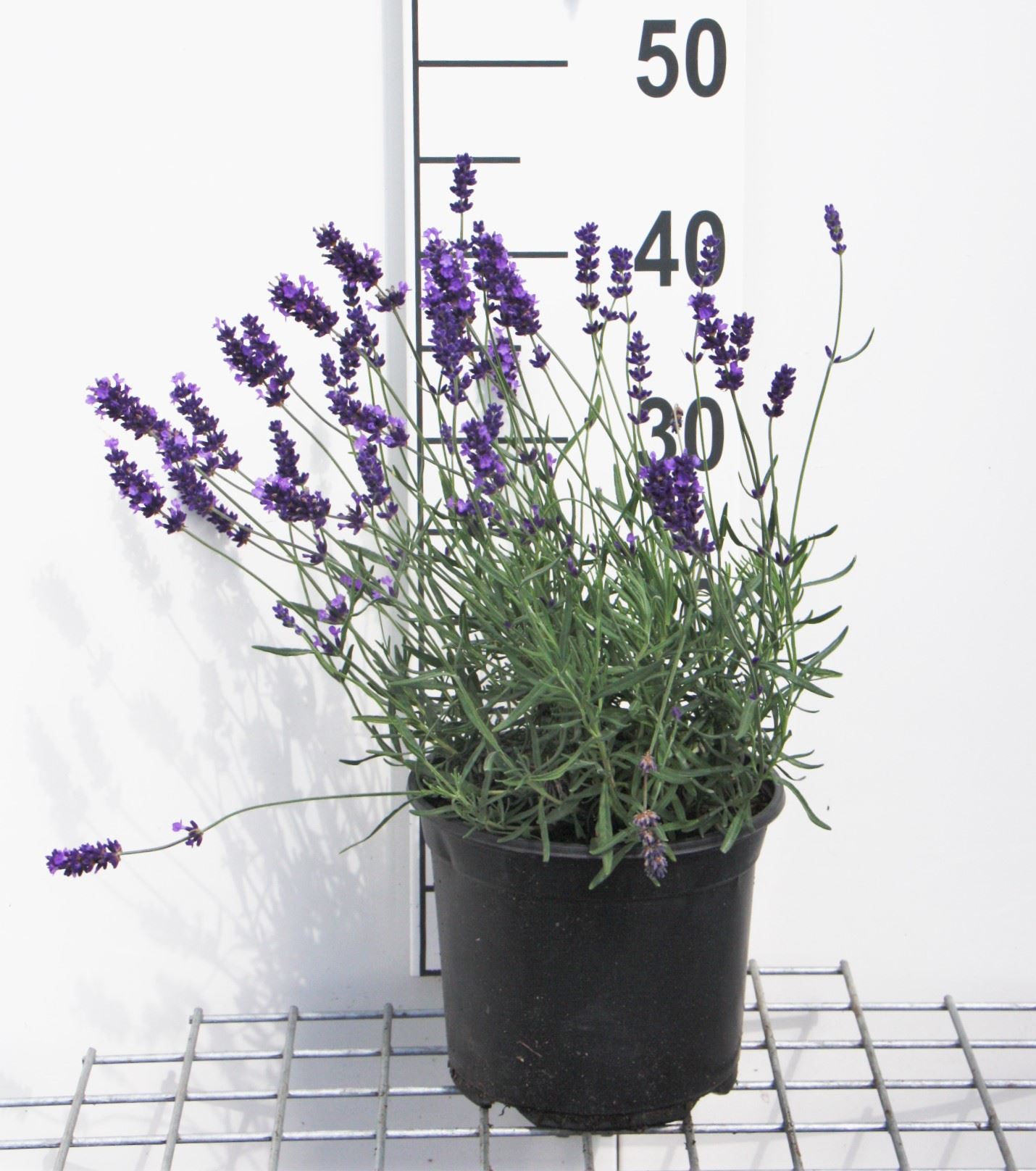 Lavandula angustifolia 'Hidcote' - pot 3L (Lavender)