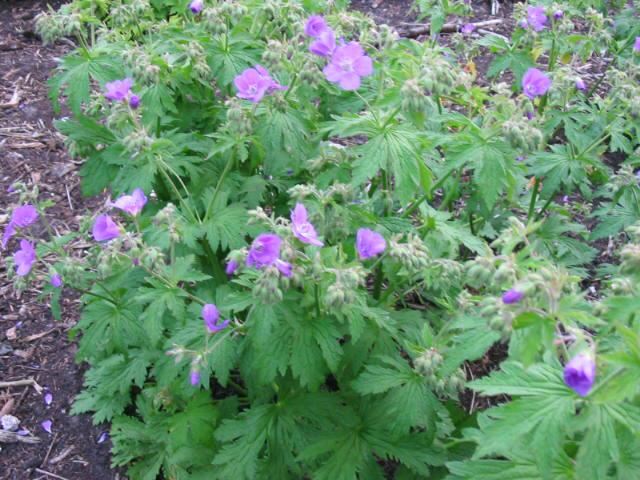 Plantenfiche-Geranium-sylvaticum-Mayflower-
