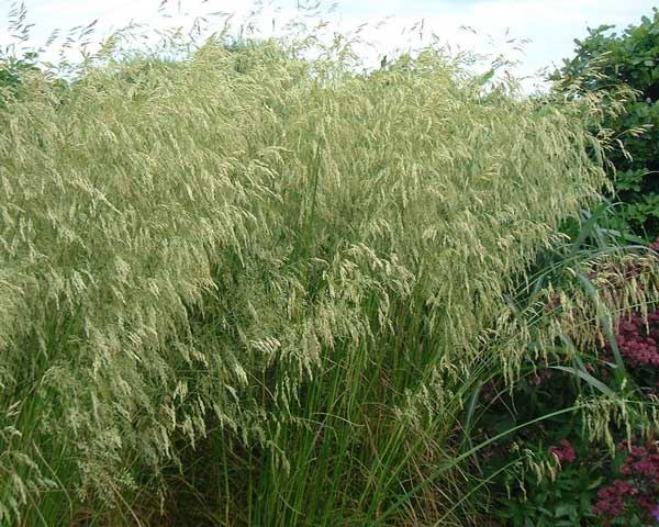 Deschampsia cespitosa 'Goldschleier' - pot 3L