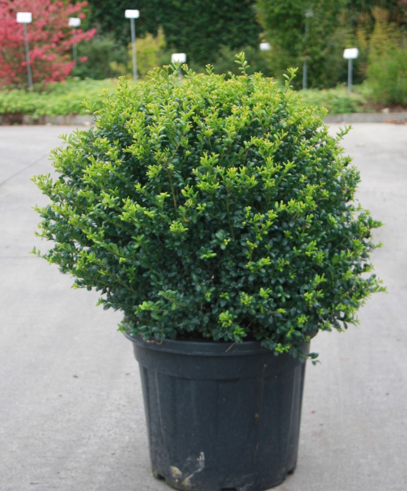 Ilex crenata 'Convexa' - pot - spherical shape - ø70+ cm