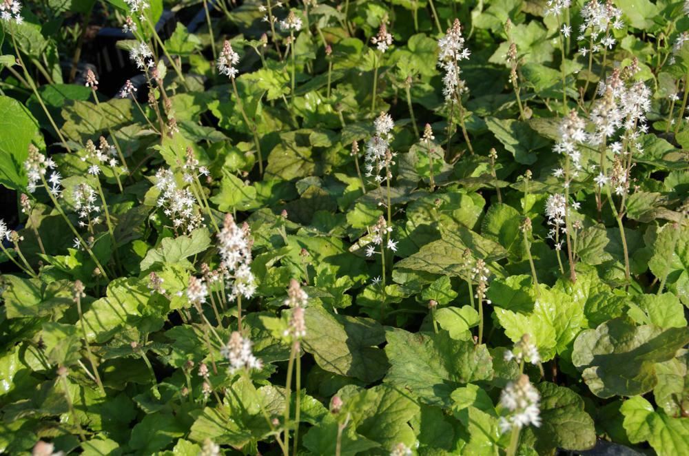 Plantenfiche-Tiarella-wherryi