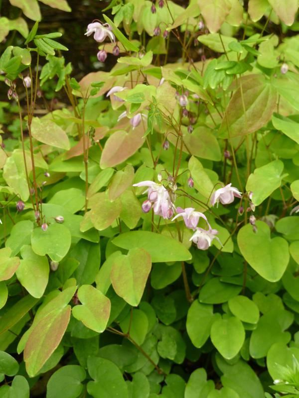 Plantenfiche-Epimedium-x-youngianum-Roseum-