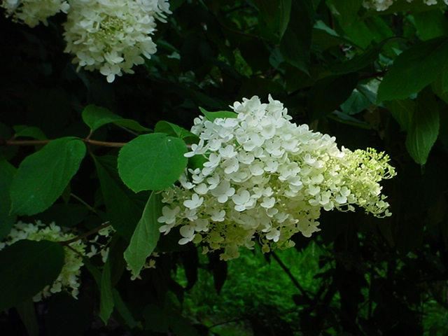 Plantenfiche-Hydrangea-paniculata-Grandiflora-