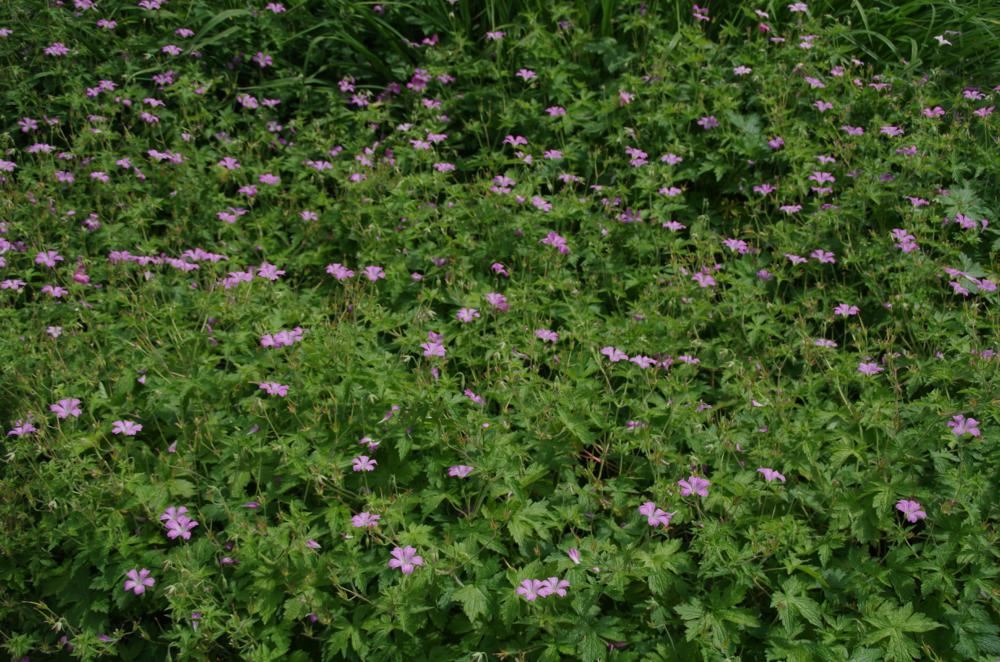 Plantenfiche-Geranium-x-oxonianum-Claridge-Druce-