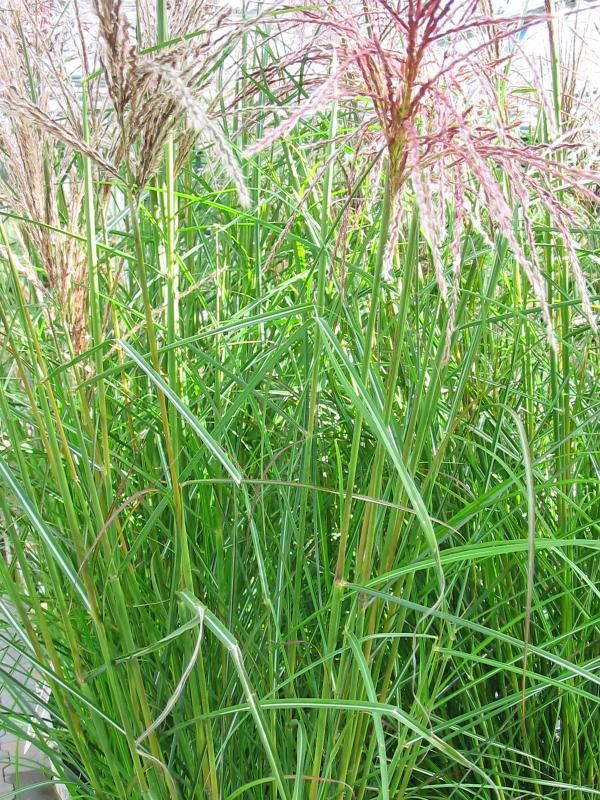 Plantenfiche-Miscanthus-sinensis-Ferner-Osten-