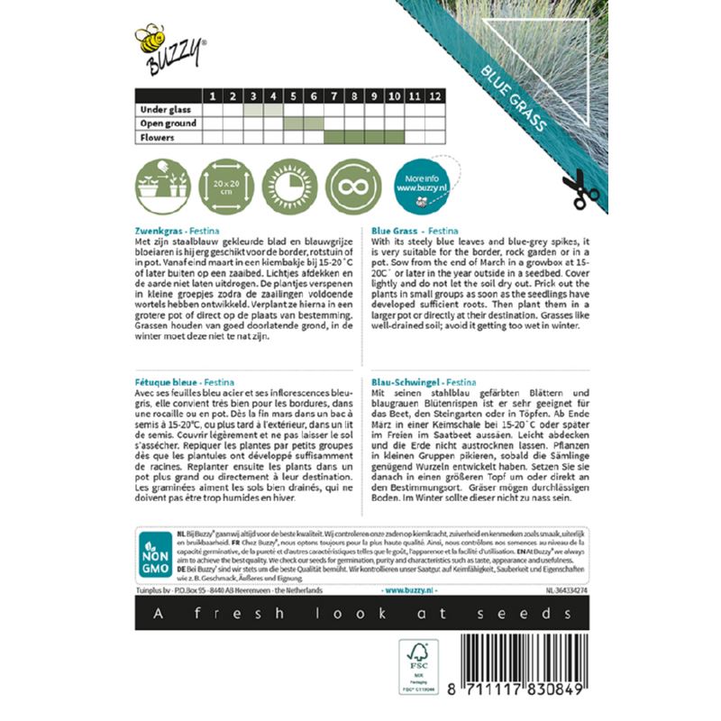 Buzzy-Ornamental-Grasses-Festuca-glauca-Blaue-Auslese-