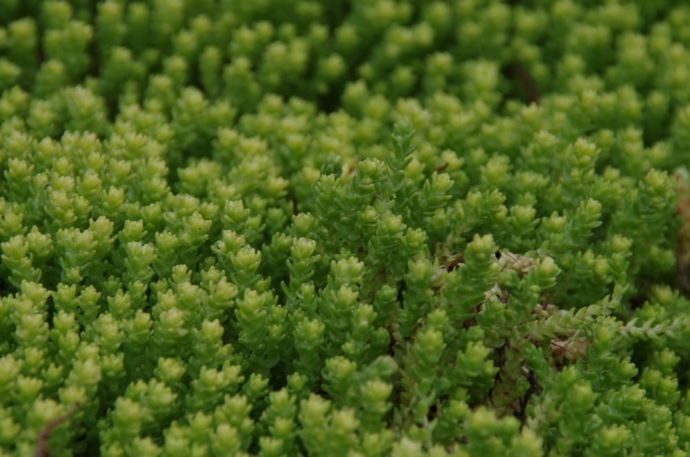 Plantenfiche-Sedum-acre