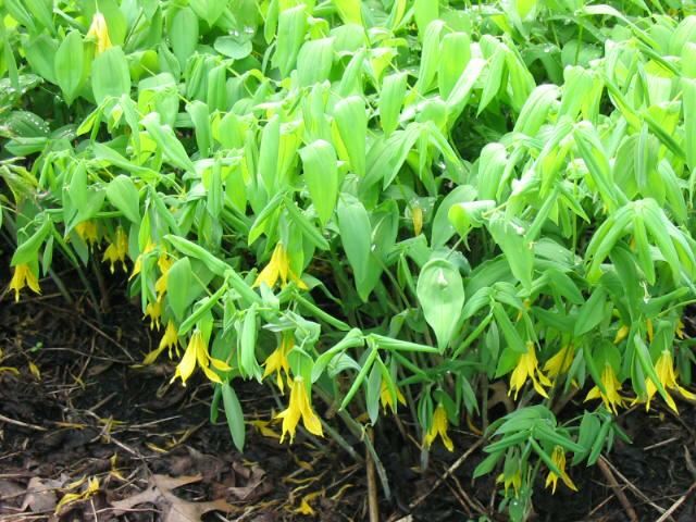 Plantenfiche-Uvularia-grandiflora