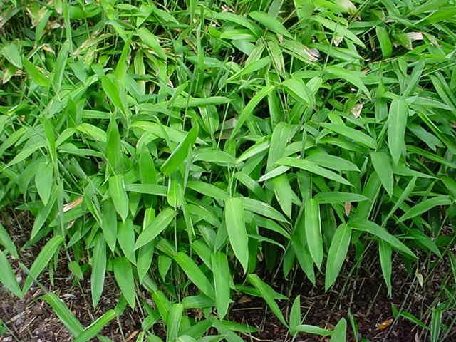 Plantenfiche-Sasa-tsuboiana