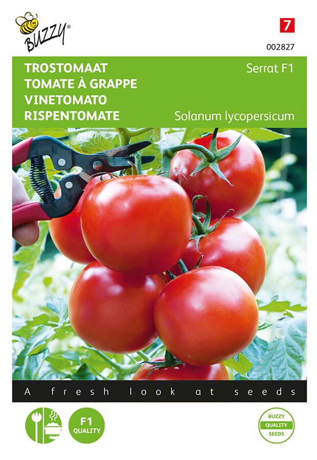 Buzzy® Vine tomato seeds - Serrat