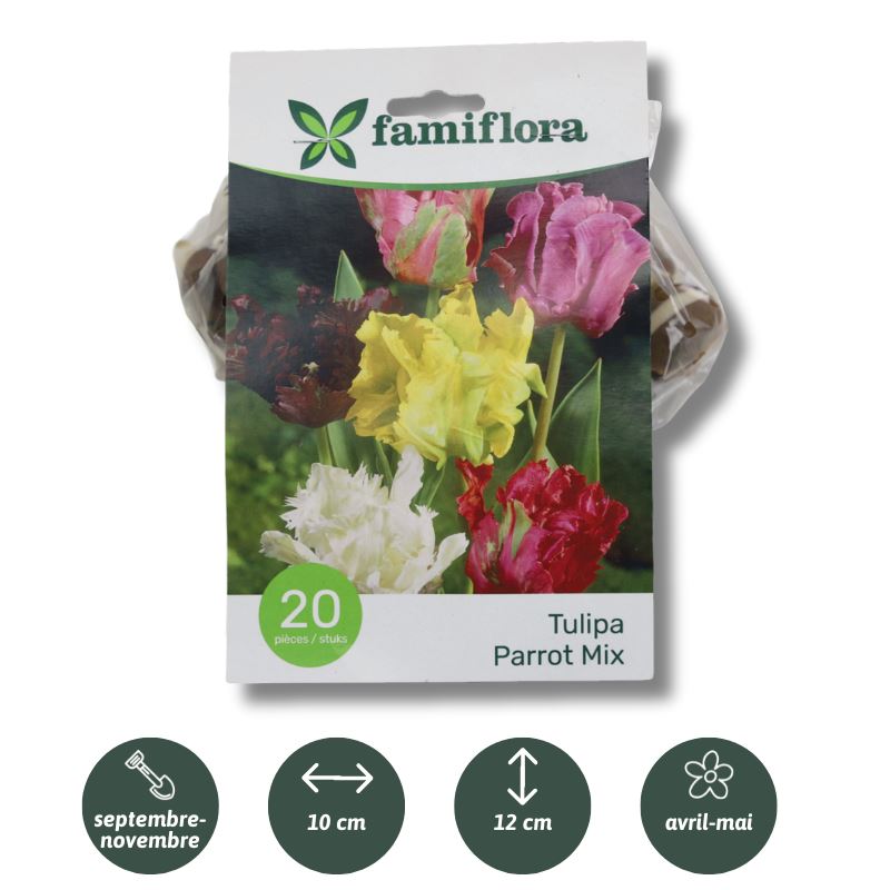 Tulipa-parrot-mix-per-20-10-11