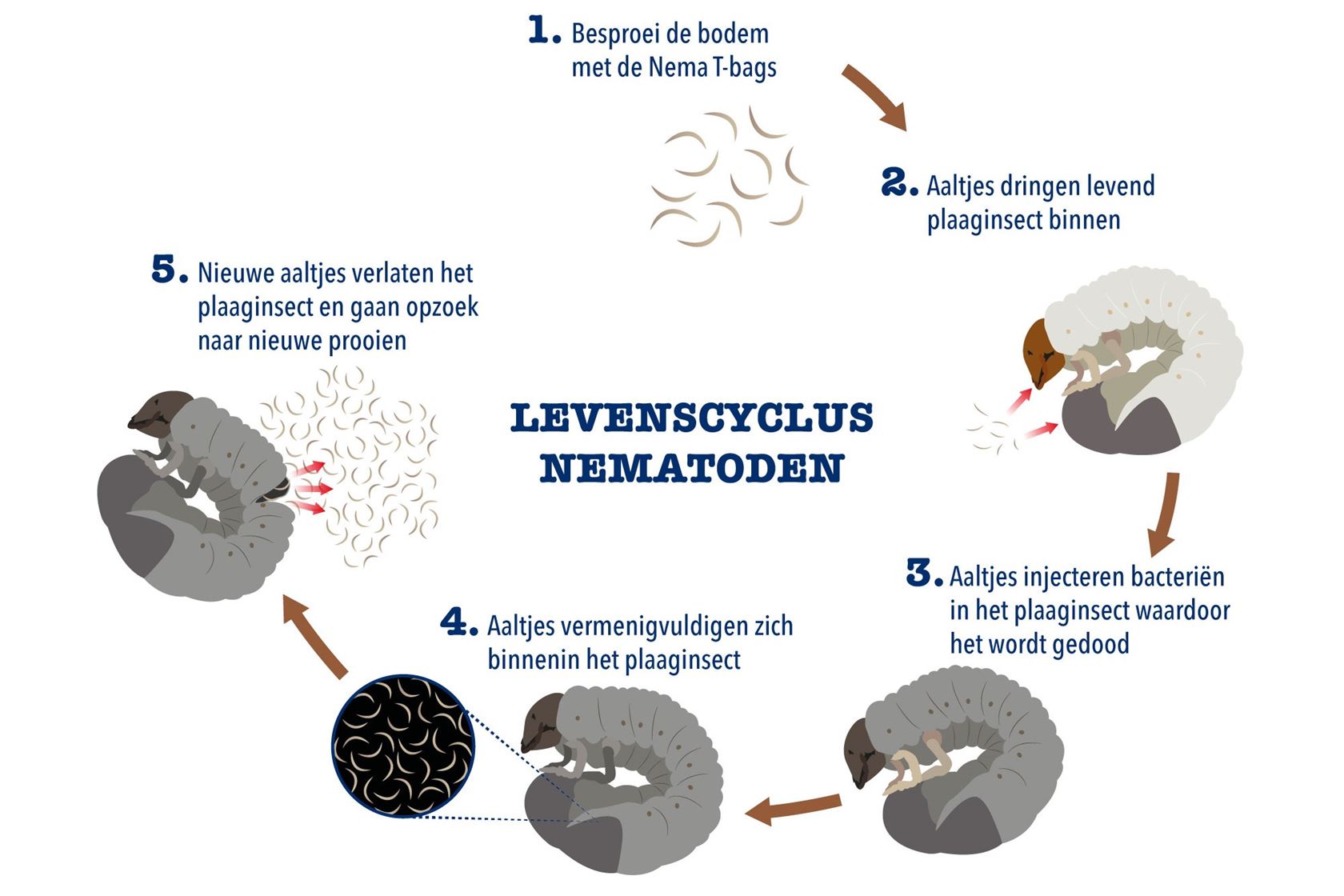 Edialux Nema-t-bag Capsa: aaltjes tegen engerlingen, larven wortelvlieg, ritnaalden en aardrupsen voor max 100m² (BIO)