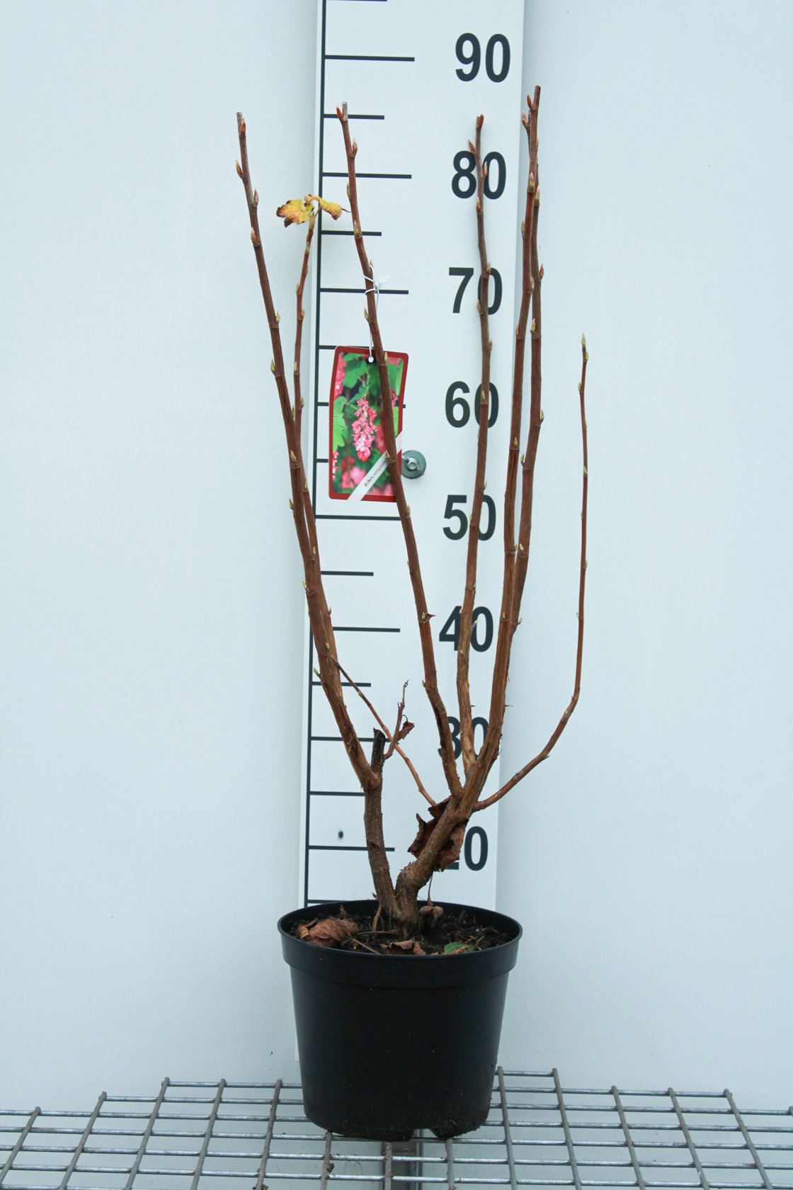 Ribes odoratum - pot - 50-60 cm