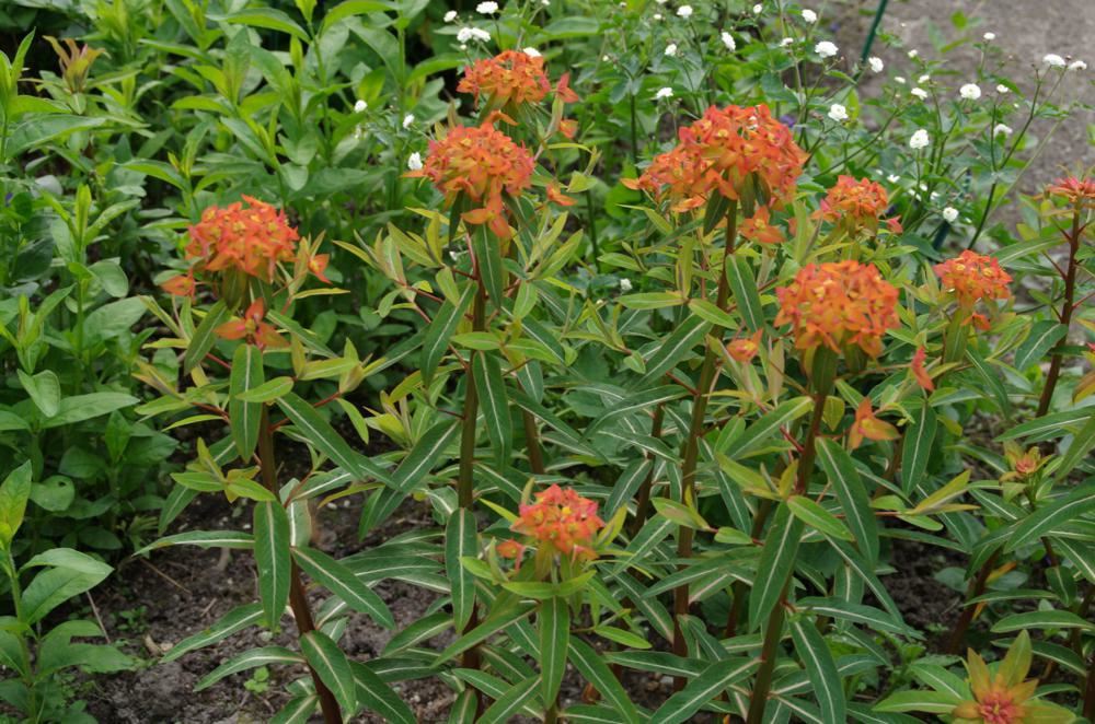 Plantenfiche-Euphorbia-griffithii-Fireglow-