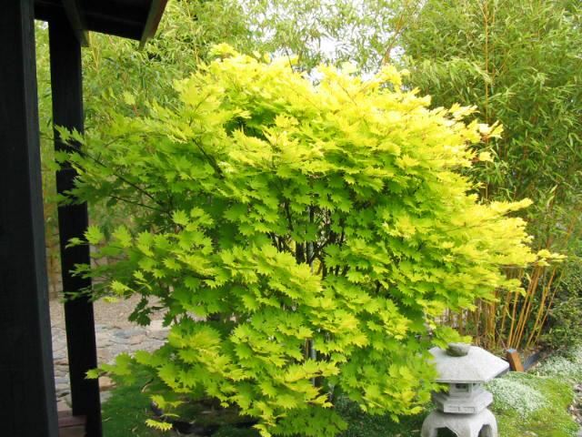 Plantenfiche-Acer-shirasawanum-Aureum-