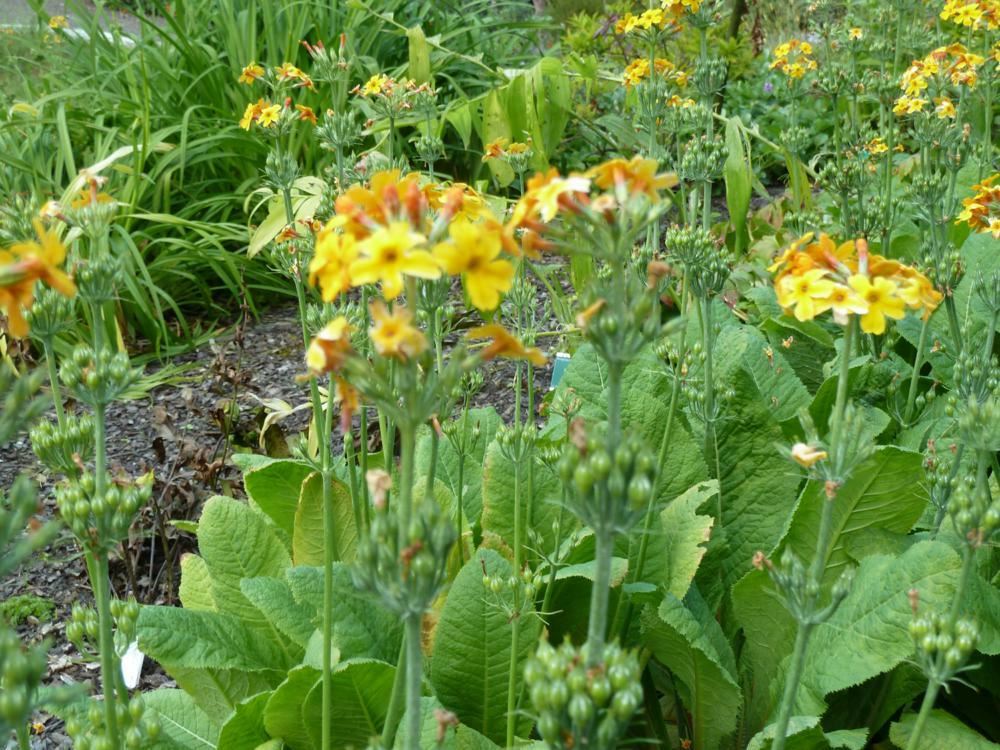 Plantenfiche-Primula-bulleyana