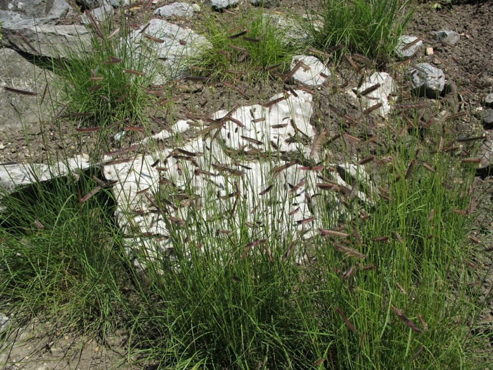 Plantenfiche-Bouteloua-gracilis