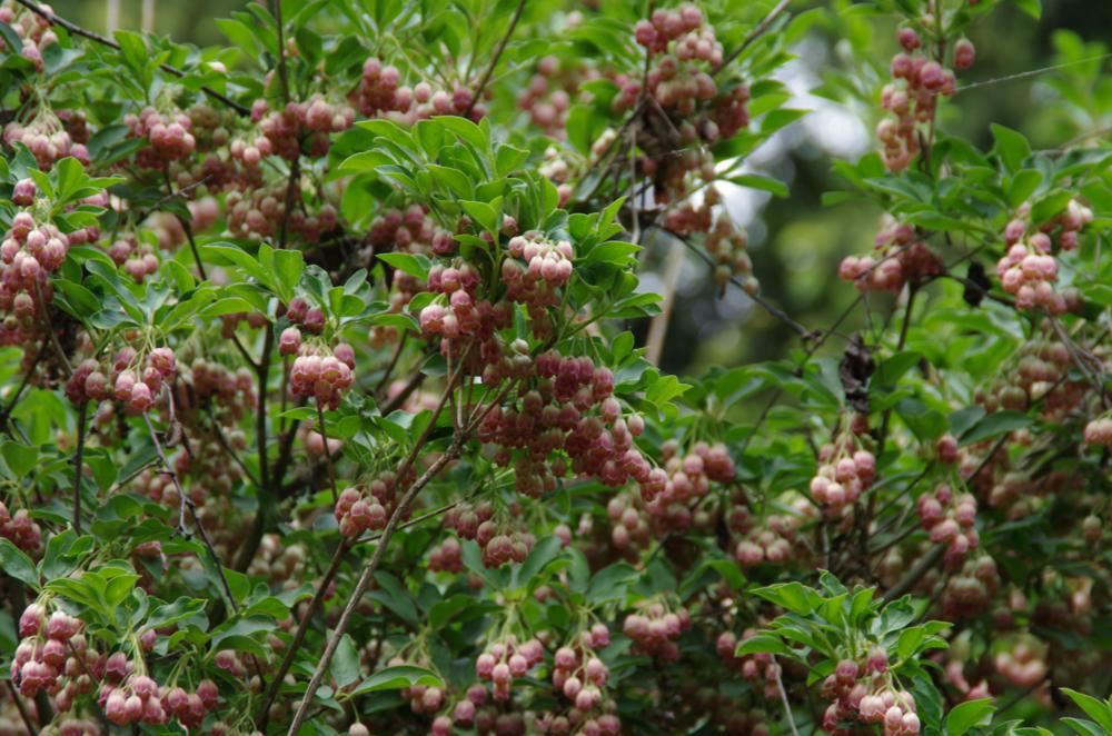 Plantenfiche-Enkianthus-campanulatus