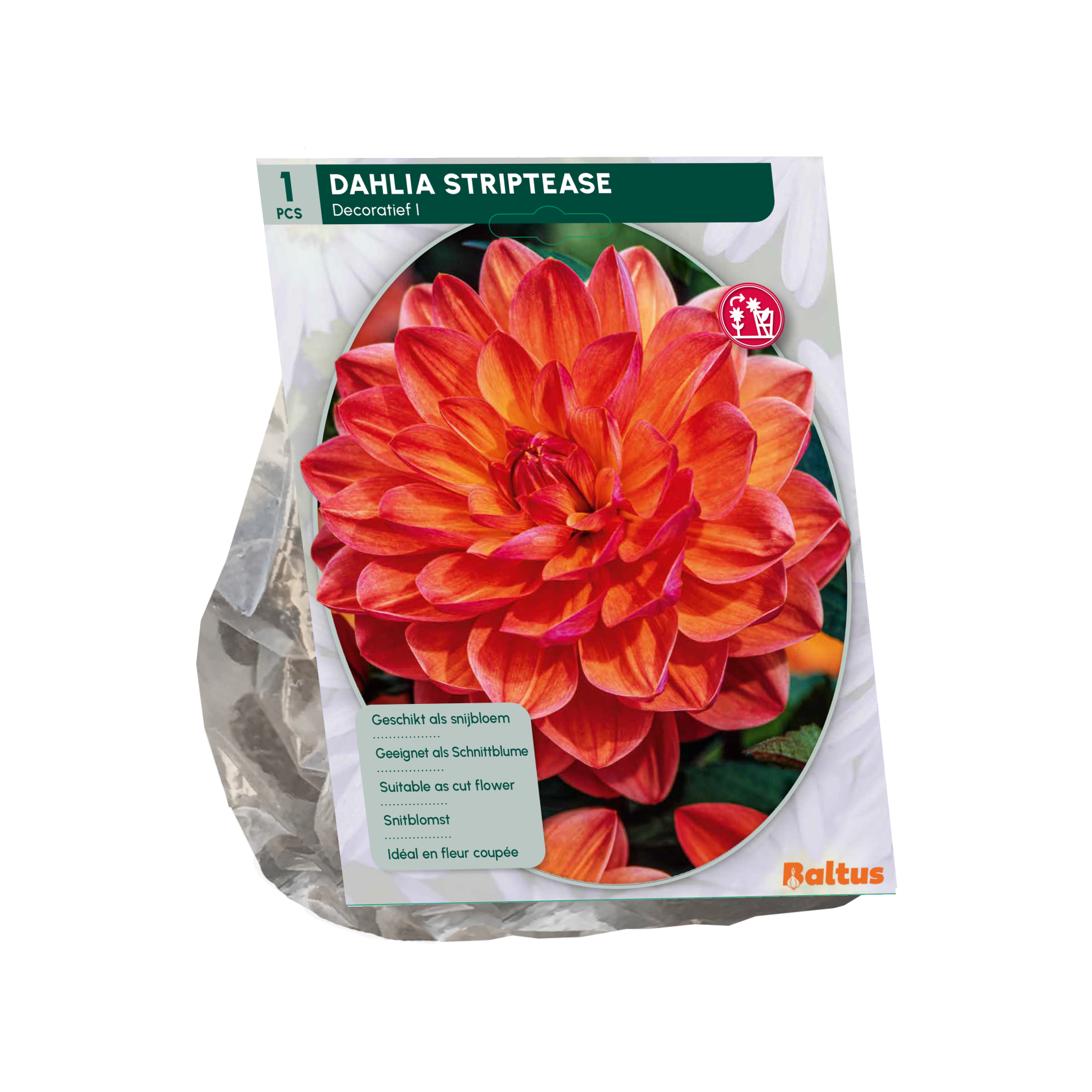 Baltus dahlia 'Striptease' - Najaarsbloeiers - 1 bol (oranje-rood)