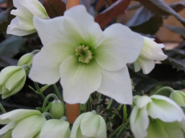 Plantenfiche-Clematis-x-cartmanii-Avalanche-