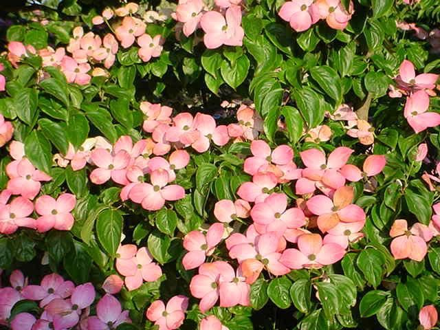 Plantenfiche-Cornus-kousa-Satomi-